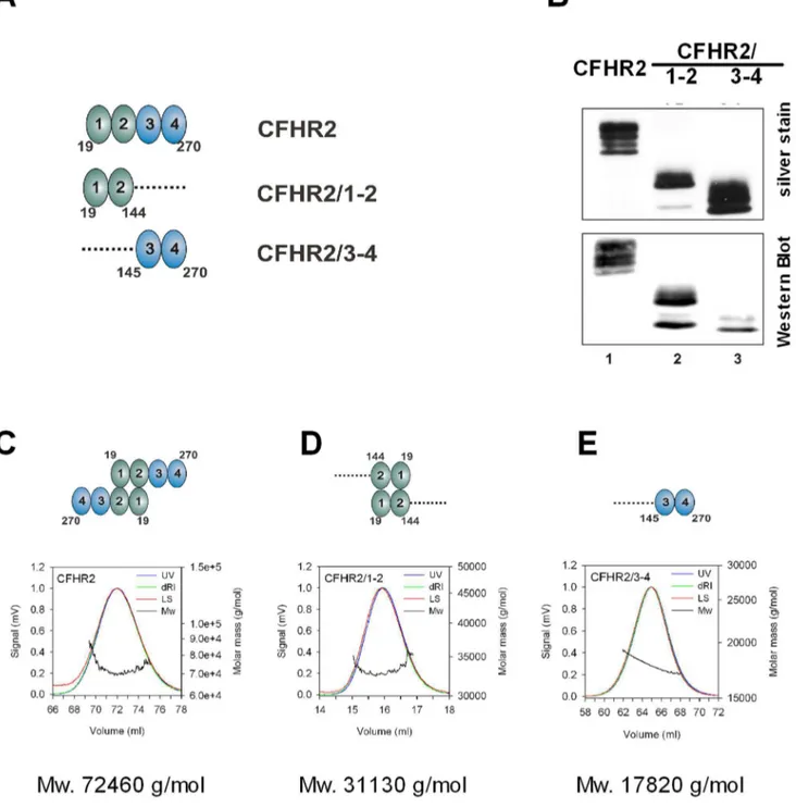 Figure 1. CFHR2, CFHR2/1-2 and CFHR2/3-4 protein expression and purification. (A) Domain composition of CFHR2 and CFHR2 fragments CFHR2/1-2 and CFHR2/3-4