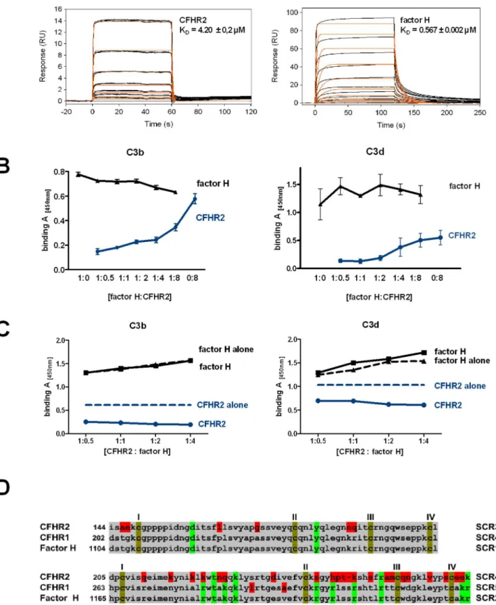 Figure 3. CFHR2 binds to C3b and C3d and does not compete off factor H. (A) Real-time in vitro SPR binding analysis of CFHR2 (left panel) and factor H (right panel) to sensor immobilized C3b