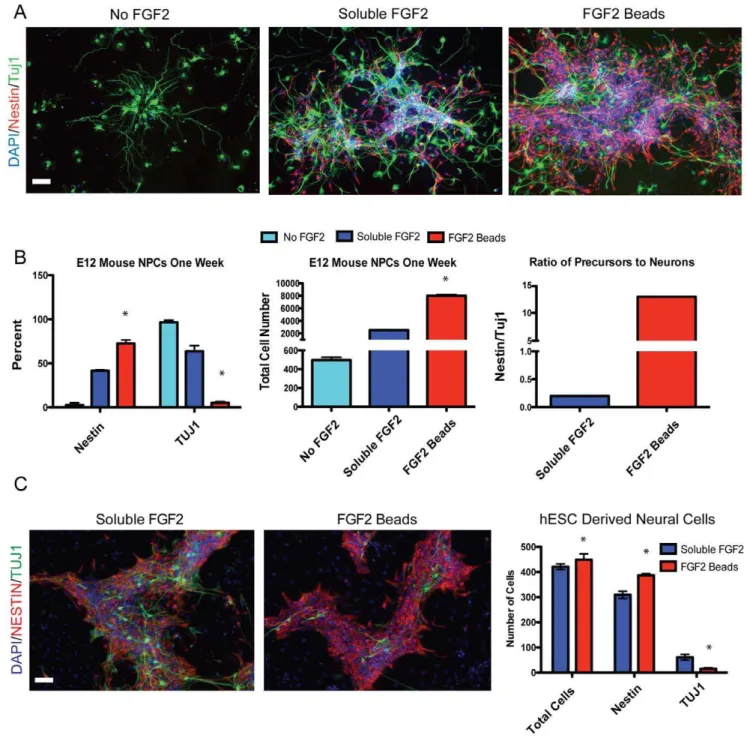 Figure 4. FGF2 beads produce a more undifferentiated, mouse and human neural stem cell culture