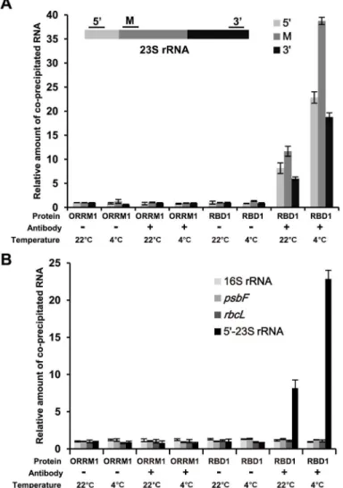 Fig 6. RBD1 binds to the 23S rRNA in a temperature dependent manner. (A) Shown are relative amounts of 23S rRNA transcripts co-immunoprecipitated (co-IPed) from RBD1 versus sORRM1 analyzed by