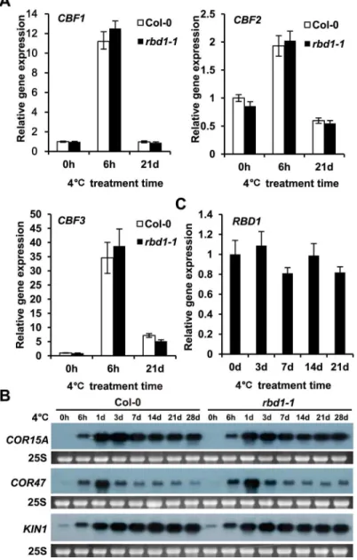 Fig 3. Expression of CBF and COR genes in rbd1-1 mutant. (A-B) Expression level of CBF1, CBF2 and CBF3 (A) and COR15A, KIN1 and COR47 (B) after 4°C treatment at different time points