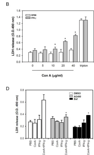 Figure 2. IFN-c causes necrotic type cell death in Con A-treated hepatoma cell lines. A