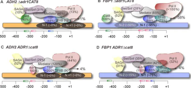 Table 5. Expression in cat8D strains with single copy or multi- multi-copy Adr1