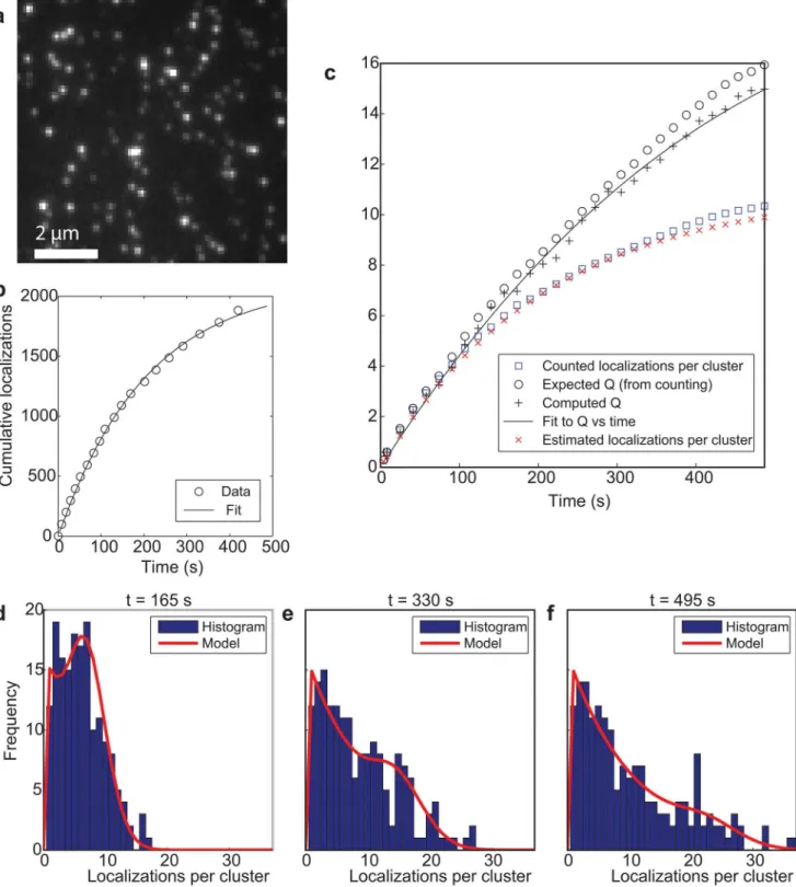 Fig 1. Quantitative localization microscopy with a single fluorophore per labeled site