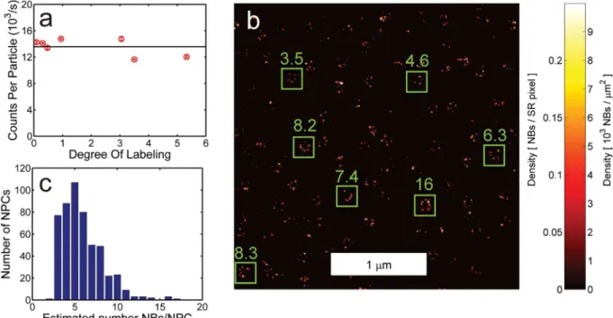Fig 2. Quantitative localization microscopy of NB-labeled Seh1 in the NPC. (a) FCS-analysis of NB stoichiometry indicating there is a single fluorophore per NB