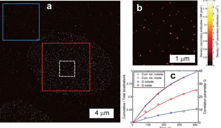 Fig 4. Quantitative localization microscopy with heterogeneous labeling density. (a) Overview image (pixel size 10 nm, clipped for visibility) and (b) zoomed inset (pixel size 4 nm) of the dashed white box in (a) of secondary antibody-Alexa Fluor 647 label