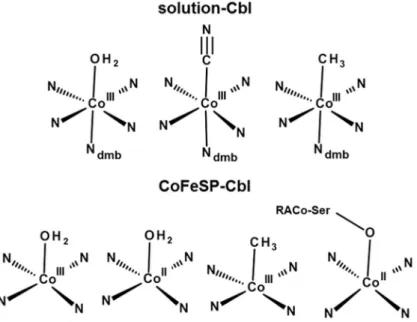 Fig 6. Cobalt coordination models. Shown structures represent most prominent species identified in the solution Cbl (top) and CoFeSP-Cbl (bottom) samples