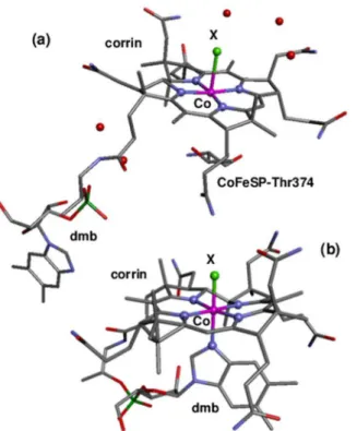 Fig 1. Cobalamin crystal structures. (a) Structure of the Cbl cofactor in CoFeSP enzyme (PDB entry 2H9A, 1.9 Å resolution [12]) showing a base-off configuration (dmb ligand not bound to cobalt in α-position)