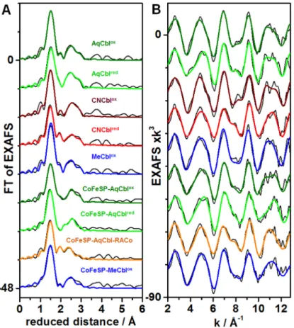 Fig 2. EXAFS spectra of cobalamin systems. Panel (A) shows Fourier-transforms (FTs) of the EXAFS oscillations in panel (B) for indicated solution Cbl or CoFeSP-Cbl samples
