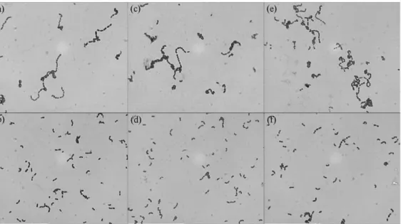 Figure 2. Growth curves of wild-type and lysogenic SS2-4 strains. The initial concentration of bacteria was 10 6 CFU/ml