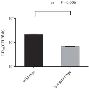 Figure 5. Virulence testing. Survival of wild-type and lysogenic isolates was determined in zebrafish