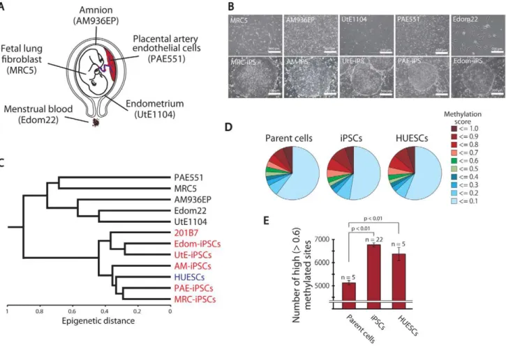 Figure 1. Pluripotent stem cells are significantly more hyper-methylated than their parent cells