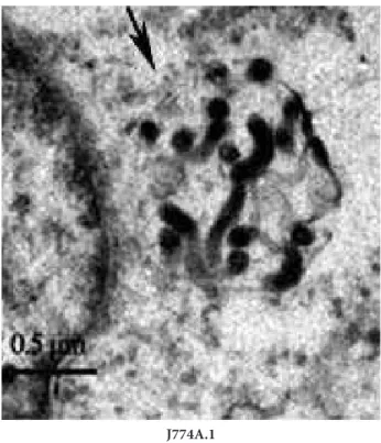 Fig. 1. Internalization of L. interrogans into different host cells. 