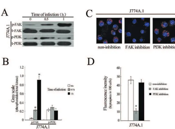 Fig. 3. Activation of FAK or PI3K in host cells during infection with L. interrogans. (A) Phosphorylation of FAK in J774A.1 cells during  infection with L
