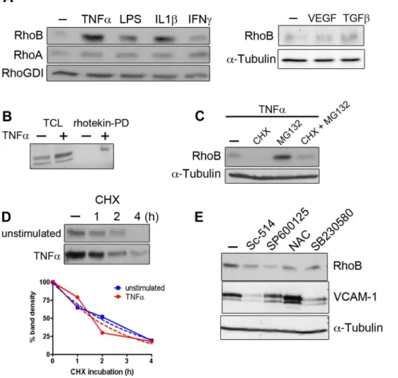 Figure 1. Pro-inflammatory mediators induce ‘de novo’ RhoB synthesis and RhoB activation in human umbilical vein endothelial cells