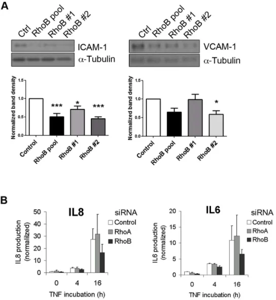 Figure 4. RhoB silencing impairs TNFa-induced pro-inflammatory molecule expression. (A) Lysates of cells transfected with siRNAs as in Figure 3 were stimulated with TNFa for 4 h and analyzed for total ICAM-1 and VCAM-1 expression by western blotting; (B) E