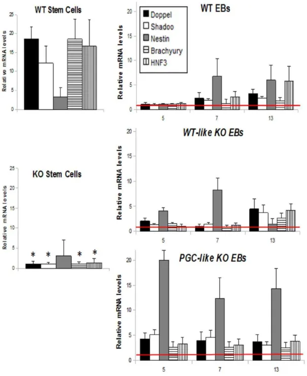Figure 4. Differentiation transcription behaviour of the WT and Prnp -null cell lines