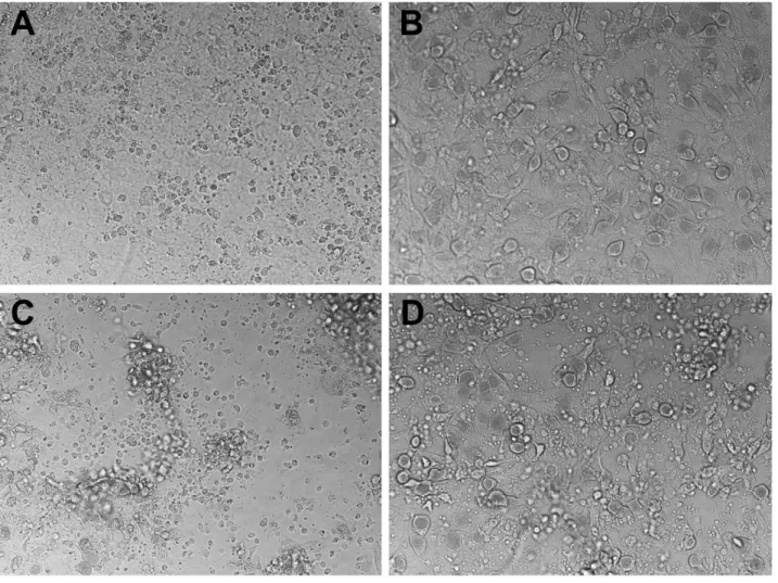 Figure 6. Perforin-deficient CD4 T cells have a lesser cytopathic effect on infected C57 epithelial monolayers