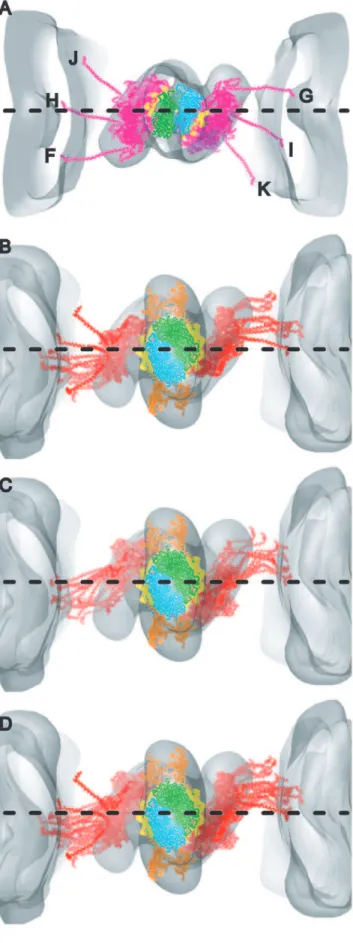 Figure 6. Models of strong binding bridges superimposed and displayed on their bound actin subunits