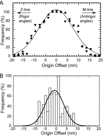 Figure 9. Probability of target-zone cross-bridge formation as a function of cross-bridge origin