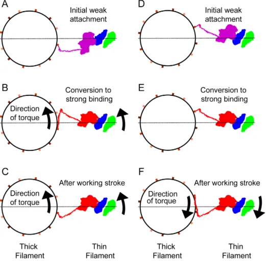 Figure 10. Two mechanisms to account for azimuthal skewing of lever arms of strongly bound cross-bridges