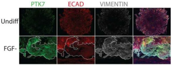 Figure 3. PTK7 marked cells that underwent EMT in adherent differentiation of hPSCs. Immunofluorescence staining of adherent XFiPSC2
