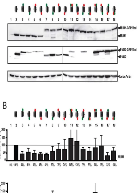 Figure 2. Influence of fluorescent labeling of MutLa on protein expression levels. To analyze the effect of fluorescent dyes on protein expression levels, HEK293T cells were transiently cotransfected with different MutLa constructs (see below) and (A) West