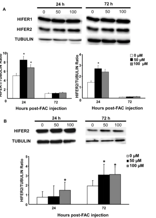 Figure 3. Protein expression of H. longicornis ferritins in midguts (A) and hemolymph (B) of unfed ticks injected with different concentrations of FAC