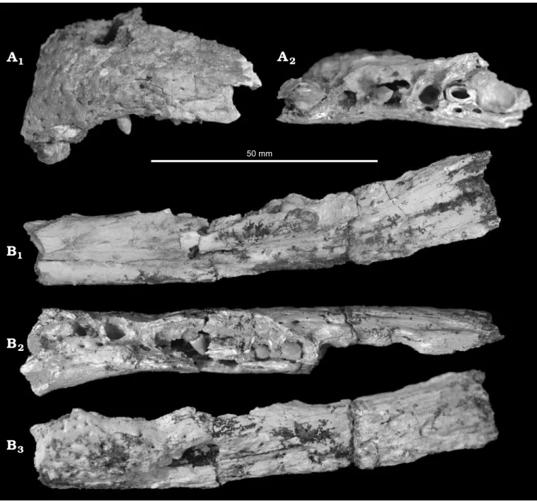 Fig. 1. Rostra of mekosuchine crocodile Mekosuchus whitehunterensis Willis, 1997; White Hunter Site, Riversleigh World Heritage Area, northwestern  Queensland, Australia; late Oligocene
