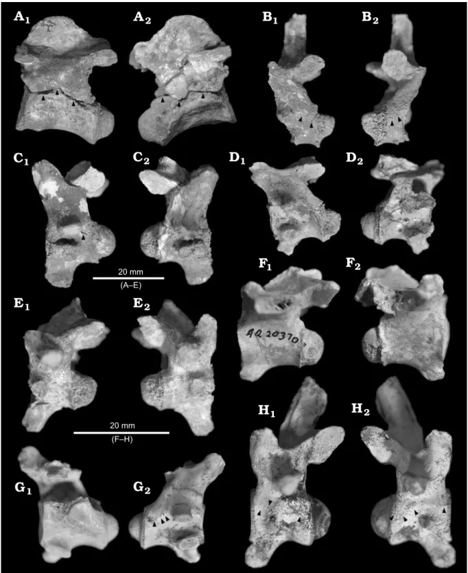 Fig. 2. Vertebrae of mekosuchine crocodile Mekosuchus whitehunterensis Willis, 1997; White Hunter Site, Riversleigh World Heritage Area, northwest- northwest-ern Queensland, Australia; late Oligocene