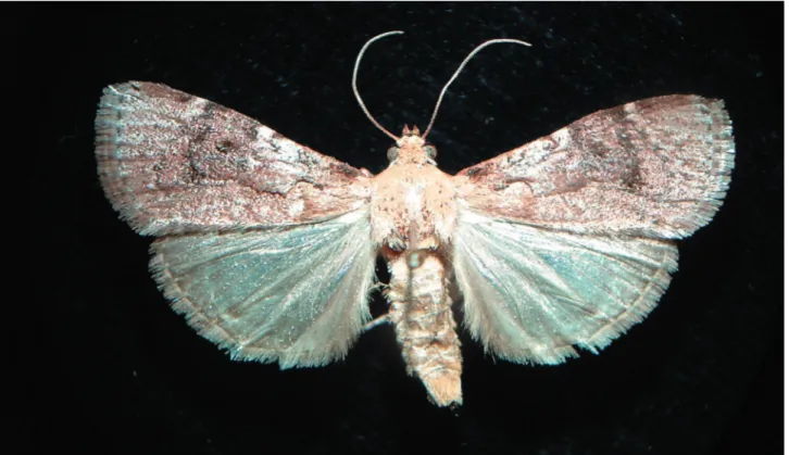 Figura 1. Accinctapubes albifasciata (fêmea).