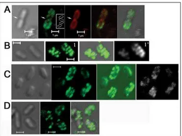 Figure 1. Lectin staining results of surface attached bacteria;