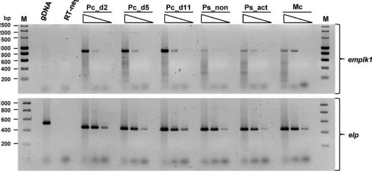 Figure 2. Expression of emplk1 in E. multilocularis larval stages. Total RNA was isolated from primary cell cultures (Pc) after 2, 5 and 11 days (d2, d5, d11) of development towards the metacestode stage, from dormant (Ps_non) and pepsin/low pH-activated p