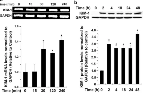 Figure 2. Immunohistochemical analysis of KIM-1 expression in kidney tissue of hyper-oxaluric rats