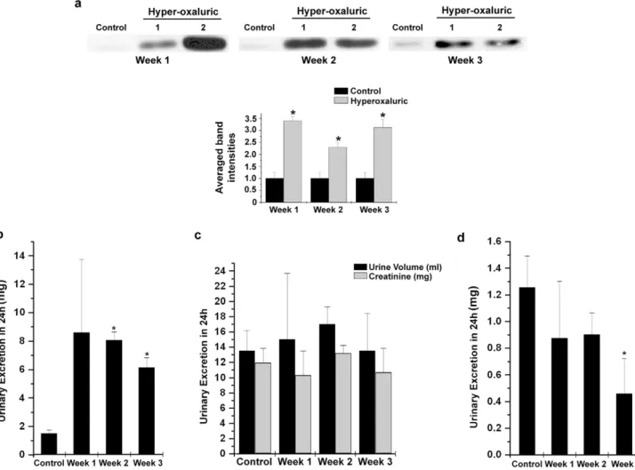 Figure 5. Hyper-oxaluria results in increased shedding of KIM-1 ectodomain in rat urine