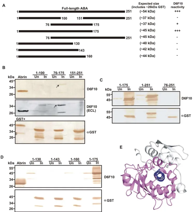 Figure 1. Amino acid sequence 1–175 of ABA is required for binding of the mAb D6F10. The uninduced (Un) and induced (In) samples of the recombinant ABA proteins expressed in E
