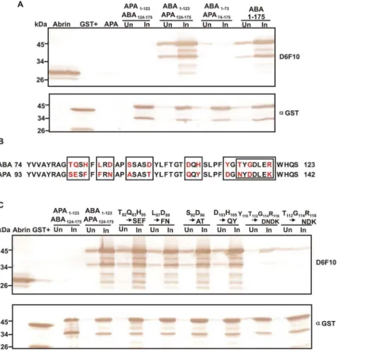 Figure 3. The epitope corresponding to the mAb D6F10 is present close to the active site cleft of ABA