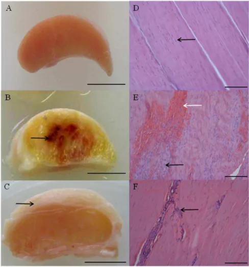 Figure 1. Typical macroscopic appearance of normal and injured equine flexor tendons. (A) Normal superficial digital flexor tendon (SDFT) from a 12 year old horse; (B) sub-acutely injured SDFT 3 weeks post injury from a 4 year old horse, exhibiting a haemo