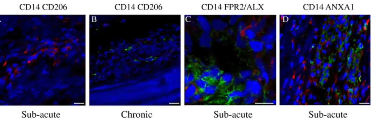 Figure 7. Panel of representative 3-dimensional reconstructed Z stack immunofluorescent images of injured SDFT sections