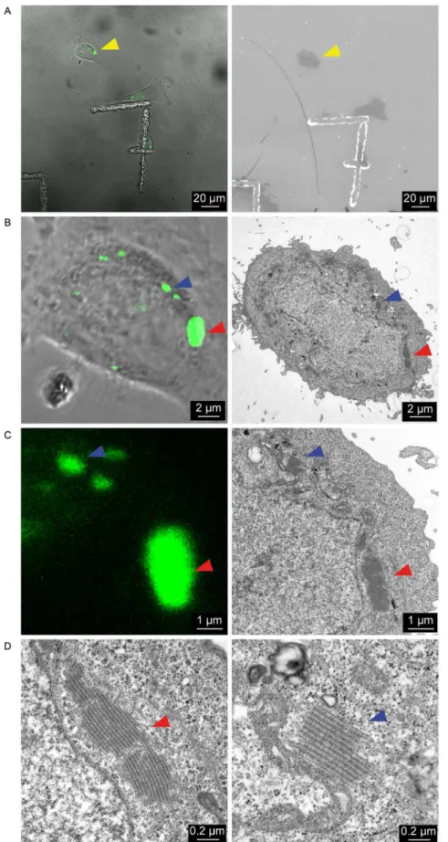Figure 2. Correlative light-electron microscopy identifies the YFP + puncta as stacks of BG-like membranes