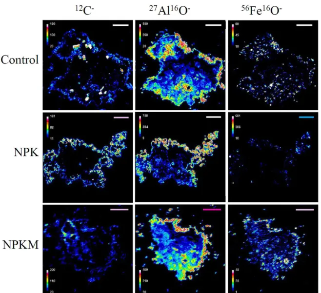 Figure 2. Representative NanoSIMS images of 12 C − , 27 Al 16 O − , and 56 Fe 16 O − in soil colloids from three contrasting long-term (1990–
