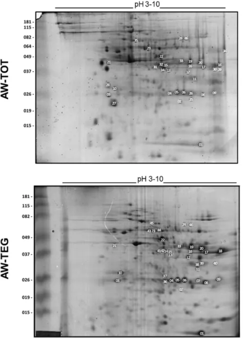 Figure 4. Indication on the 2D-PAGE of the immunoreactive spots identified in 2D-WB experiments