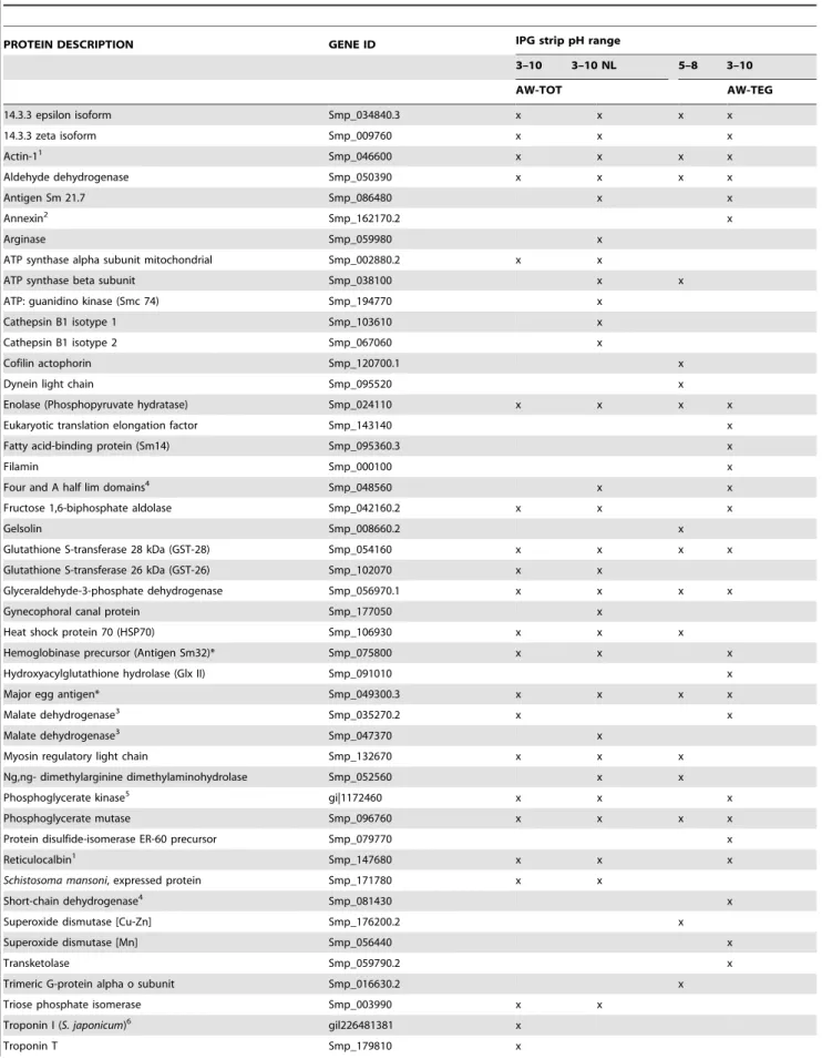 Table 2. Immunoreactive proteins to the pooled sera of individuals from the schistosomiasis endemic area.