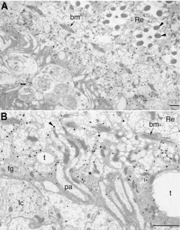 Figure 6. Co-labeling for DVMAT-B and histamine. (A) A primary antibody to histamine (magenta) labels photoreceptor cell terminals in the medulla (asterisks), an area in the proximal lamina (arrowheads) that contains the epithelial glia and axons of the ou