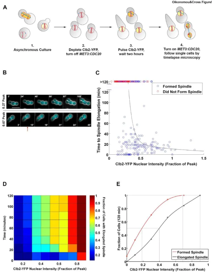 Figure 5. Clb2-CDK requirement for spindle elongation. A Schematic of the experimental protocol for assaying the Clb2-YFP requirement for anaphase