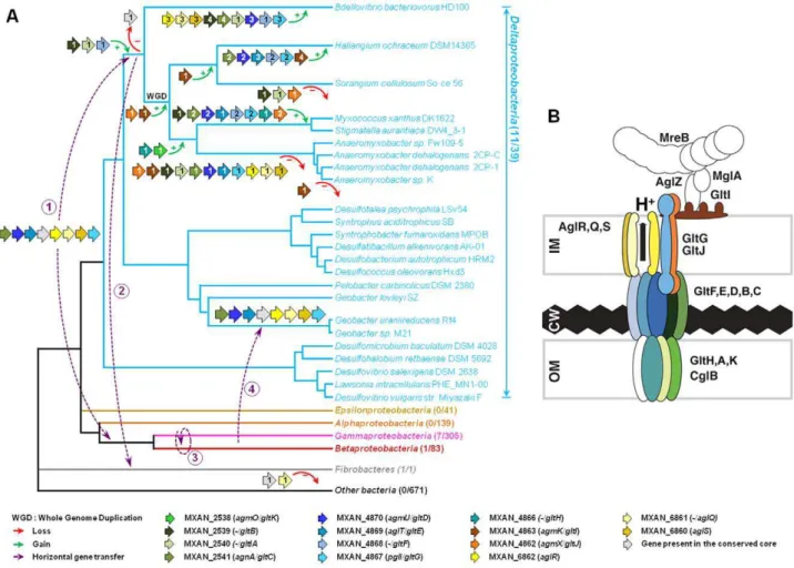 Figure 8. Evolution and structure of the Myxococcus gliding motility machinery. (A) Evolutionary scenario describing the emergence and evolution of the gliding motility machinery in M