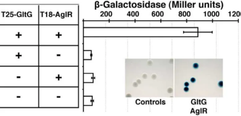 Figure 6. The AglRQS motor interacts directly with the gliding motility machinery. AglR interacts with GltG in a bacterial two-hybrid assay.