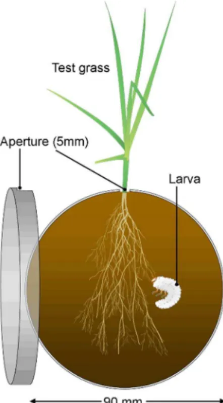Table 1. Plant biomass responses to ambient and elevated CO 2 conditions.