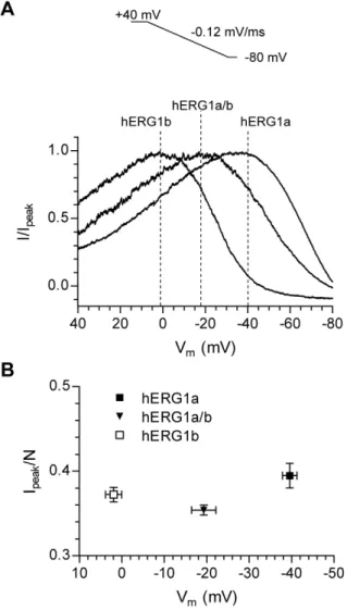 Figure 2. The relative abundance of hERG1a and hERG1b determines the ‘peak potential’ in mammalian cells