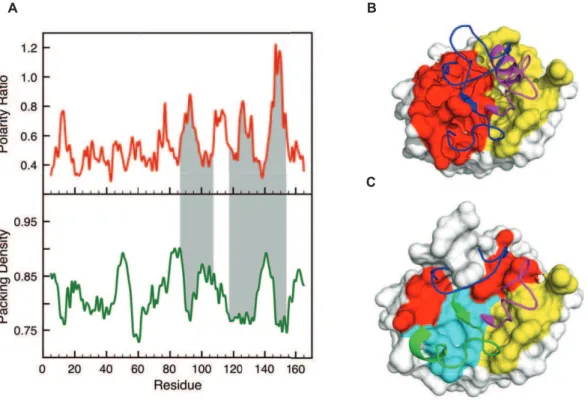 Figure 1. Identification and structural characterization of LIPs in apoflavodoxin. A) Stacked-aligned profiles for polarity ratio and packing density in Anabaena PCC 71191 apoflavodoxin (PDB: 1FTG, Resolution = 2.0 A˚)